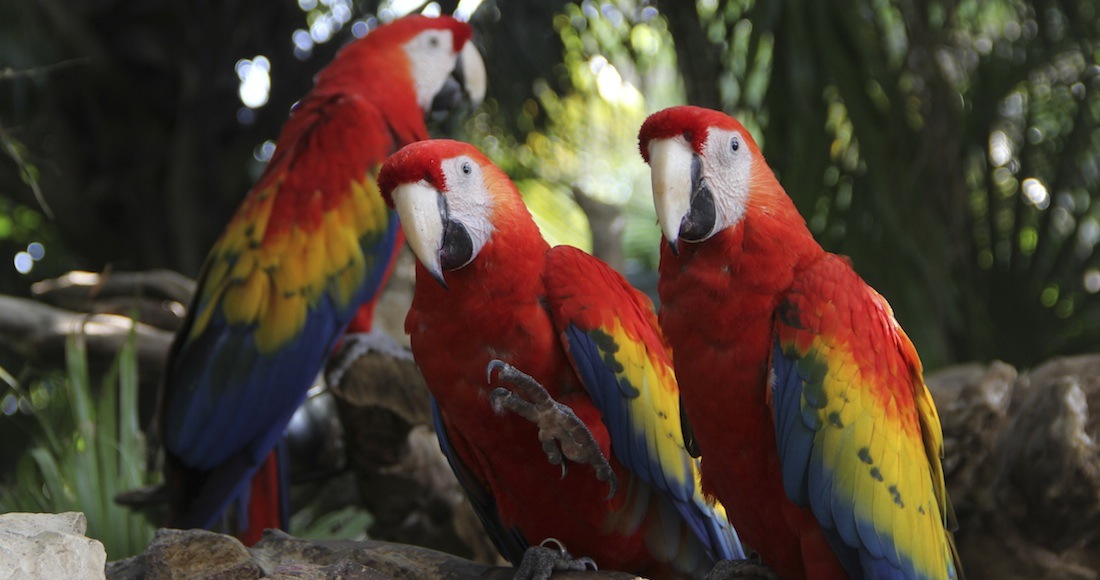 El investigador explicó que la biodiversidad es la diferente manifestación de la vida, es decir cuántos seres vivos se conocen en la Tierra, y que es fundamental para la evolución.