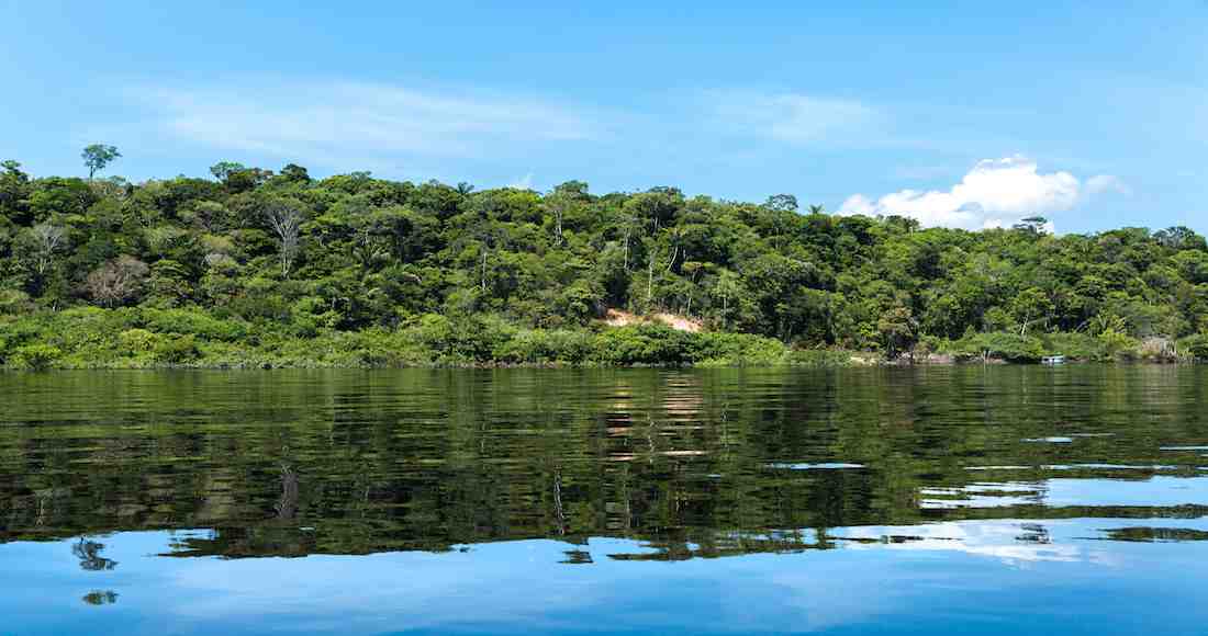 La Amazonía Es Uno De Los Bosques Más Diversos Del Planeta Foto Shutterstock