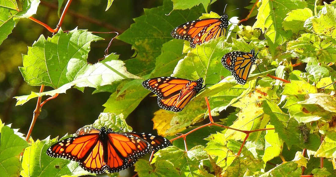 La mariposa monarca generalmente llega a México a inicios de noviembre.