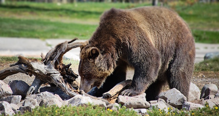 grizzly-bear-2788680_960_720