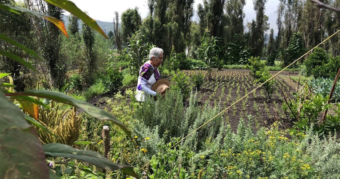 Chinampa De Xochimilco