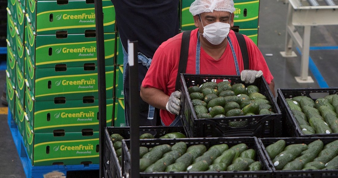 La balanza agroalimentaria registró un superávit para México de 11.832 millones de dólares. Foto: Luis Enrique Granados. EFE