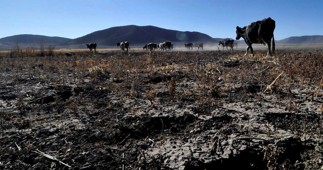 Fotografía Con Fecha Del De Noviembre Del Que Muestra a Ganado Vacuno Durante época De Sequía En La Comunidad Ejidal Matamoros Municipio De Galeana En El Estado De Nuevo León méxico Foto Miguel Sierra Efe