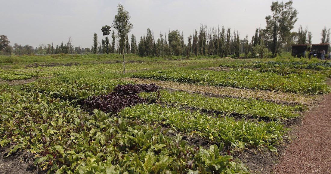 chinampas-milpas-xochimilco