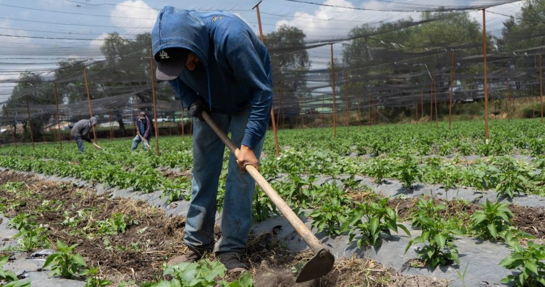 cna-campesino-campo