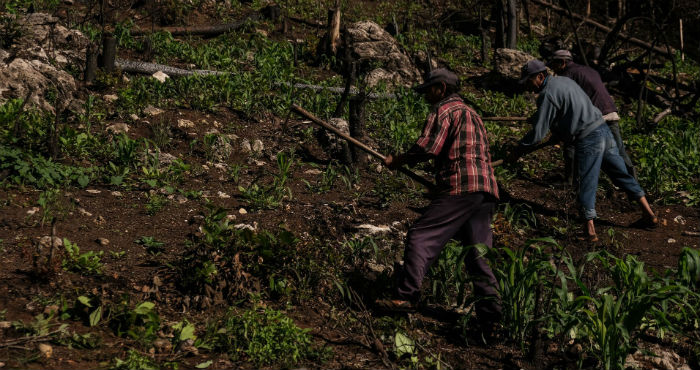 Dos hombres campesinos limpian con un azadón la milpa en espera de una buena cosecha este año.