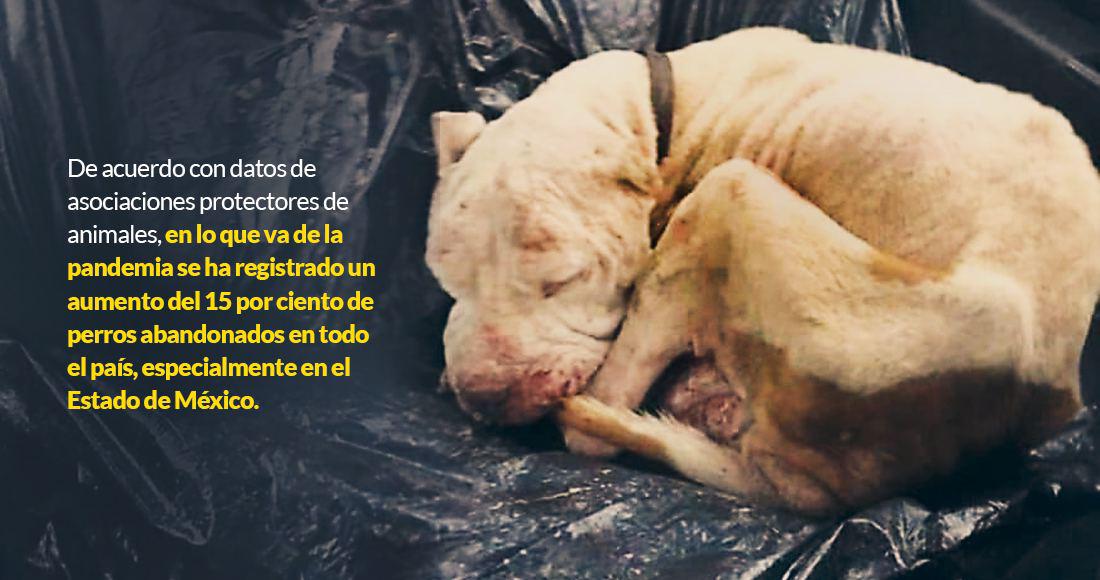 Perros abandonados mÉxico