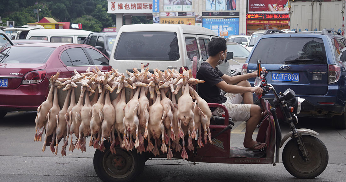 Los mercados húmedos en China seguían operando en mayo a pesar de la crisis por la pandemia de COVID-19. Foto: Animal Equality International