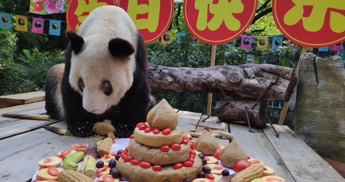 La osa panda Xinxing falleció en el zoológico de Chongqing a los 38 años. Foto: Twitter @iChongqing_CIMC