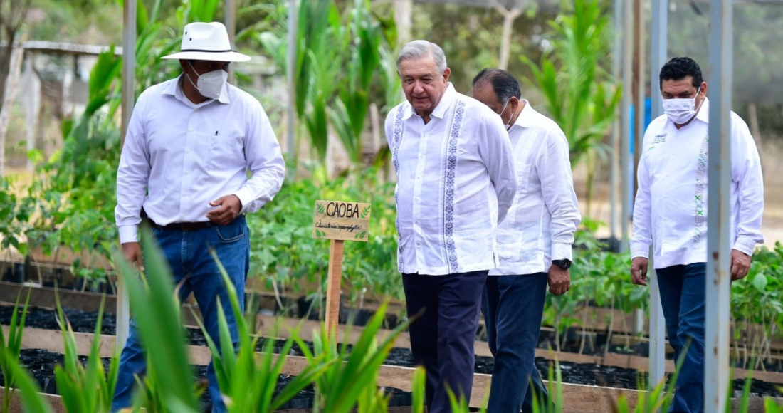 Amlo vivero sembrando vida