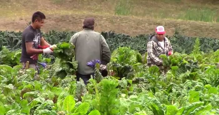 Agricultura campesina.