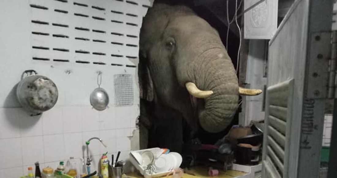 Un Elefante Entra a La Cocina De Una Casa En Tailandia