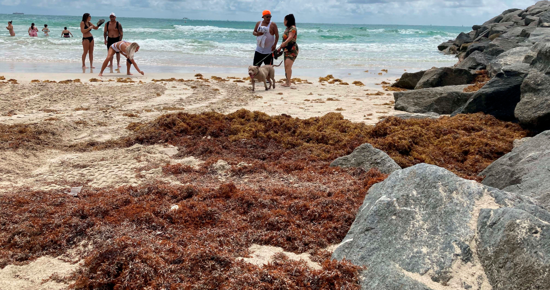 Gran saturación de sargazo en la playa de Miami Beach, Florida, Estados Unidos, el pasado 17 de mayo.