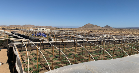 Plantío de mariguana en California