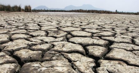 Flora y fauna devastadas por sequía en Lagunas de Tláhuac en la Ciudad de México.