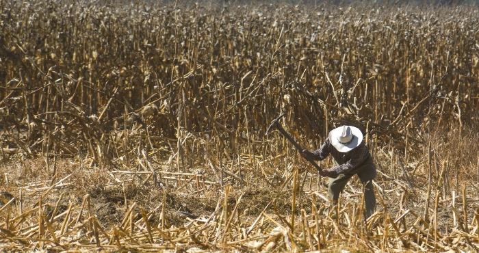 Agricultores Inician La Limpieza De Campos De Cultivo Para El Siguiente Ciclo Agrícola Algunos Con Máquinas Como Tractores Y Otros Solo Ayudados Con Un Machete