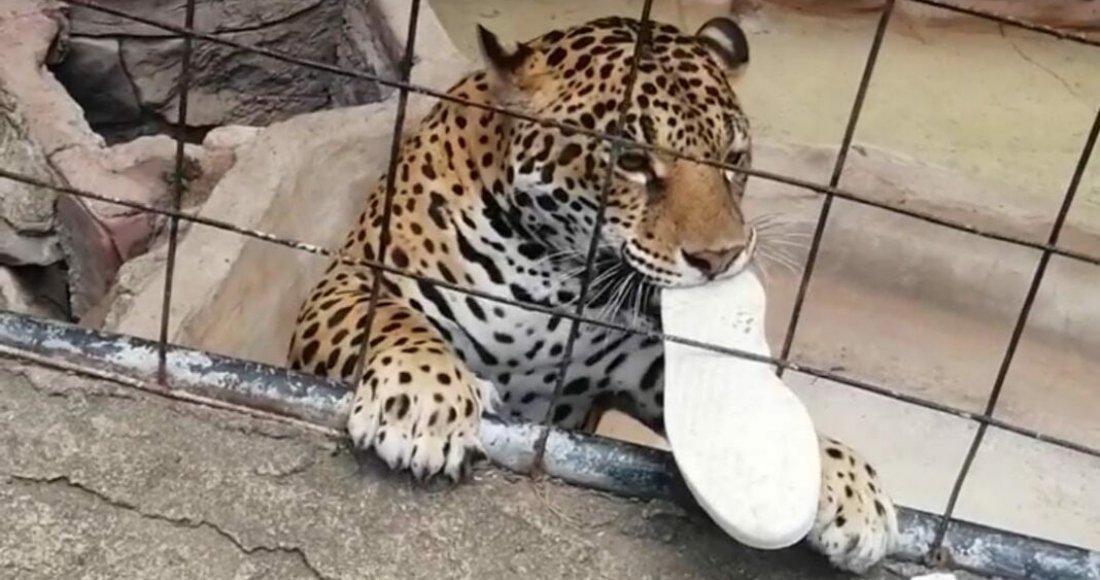 En Las Redes Sociales Se Difundió Un Video Del Momento En El Que Uno De Los Jaguares Del Zoológico Mordisquea Un Zapato Deportivo Enredado En Los Alambres De La Jaula Y Luego Lo Lleva Al Interior Del Albergue