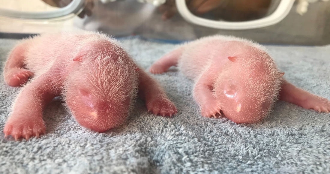 En Esta Foto Publicada Por El Centro De Investigación Del Panda Gigante De Qinling Se Muestran Dos Pandas Recién Nacidos En Shaanxi China El De Agosto De