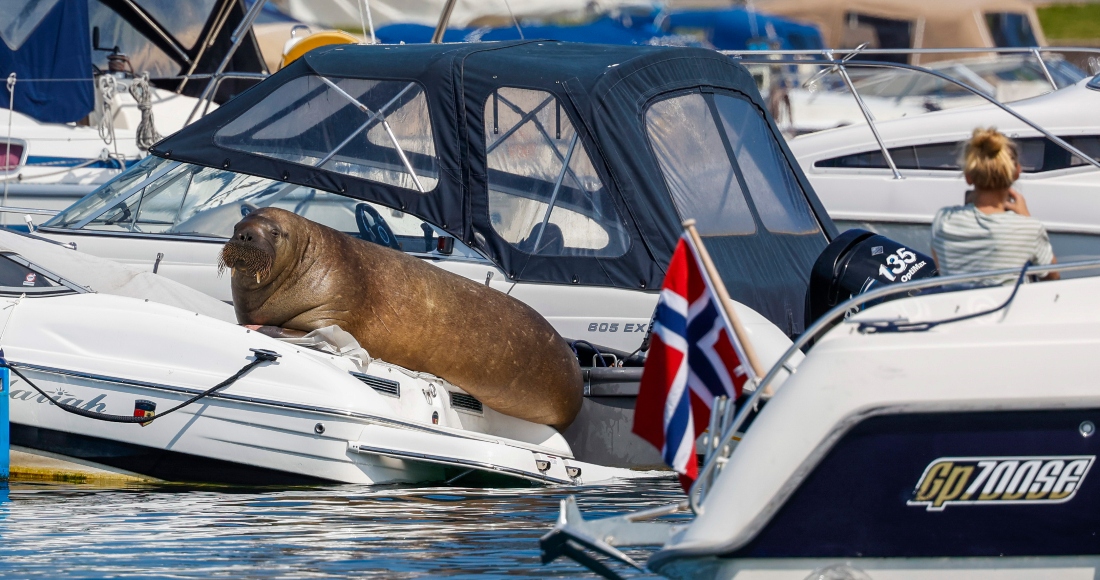 freya La Morsa En Un Bote El Lunes De Julio De En Frognerkilen En Oslo Noruega